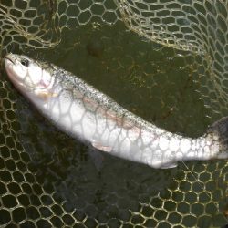 大安トラウトレイク 釣果